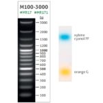 DNA Ladder M100-3000