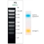 M1 DNA Ladder (26-501 bp)